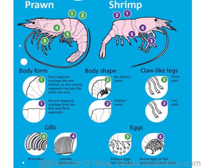 How to differentiate between shrimp and prawn