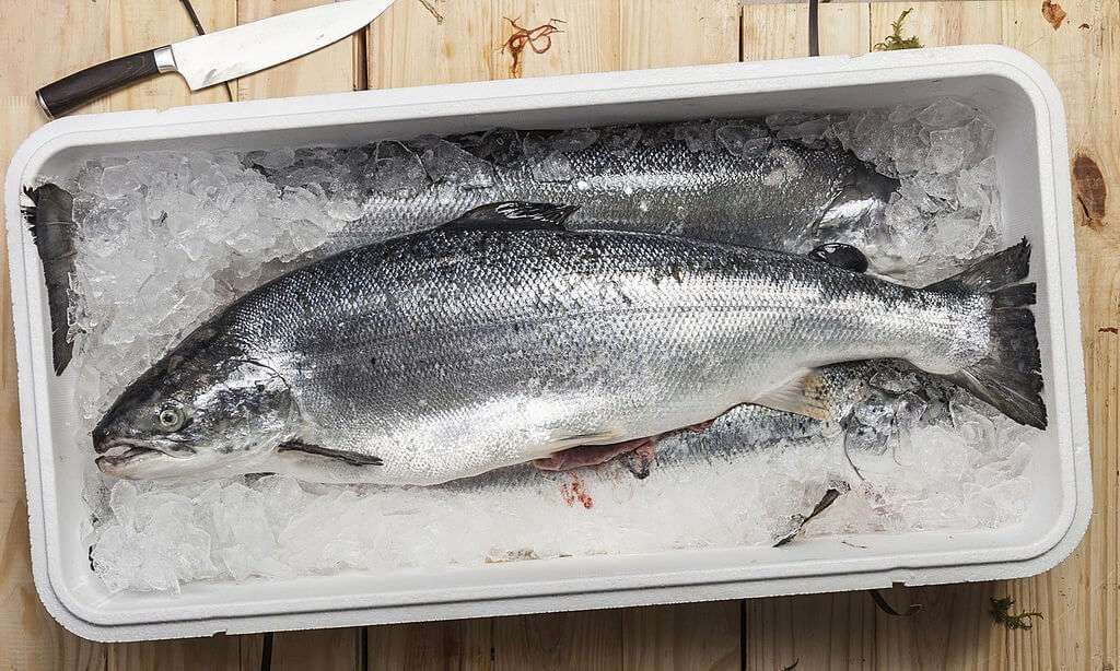 How Long Can Salmon Stay in The Fridge