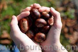 Can You Eat a Buckeye Nut