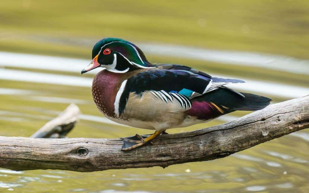 can-you-eat-duck-rare-what-about-medium-rare-and-raw-bourbono