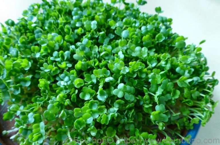 Can you eat Chia sprouts? The Benefit and the best way to eat. Bourbono