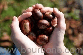 buckeye nuts