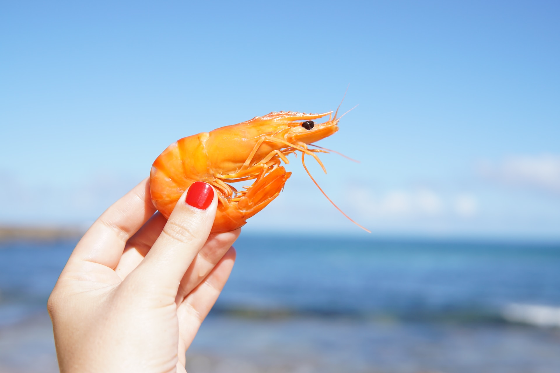 Is Shrimp Poop Safe To Eat Bourbono